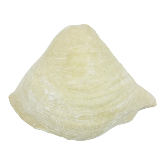 Mini Sfogliatelle Artuso